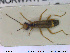  ( - NOCOL1693)  @11 [ ] CreativeCommons - Attribution Share-Alike (2019) NTNU University Museum, Department of Natural History NTNU University Museum, Department of Natural History