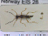  ( - NOCOL1694)  @11 [ ] CreativeCommons - Attribution Share-Alike (2019) NTNU University Museum, Department of Natural History NTNU University Museum, Department of Natural History