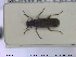  ( - NOCOL1695)  @11 [ ] CreativeCommons - Attribution Share-Alike (2019) NTNU University Museum, Department of Natural History NTNU University Museum, Department of Natural History