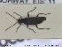  ( - NOCOL1696)  @11 [ ] CreativeCommons - Attribution Share-Alike (2019) NTNU University Museum, Department of Natural History NTNU University Museum, Department of Natural History