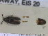  ( - NOCOL1726)  @11 [ ] CreativeCommons - Attribution Share-Alike (2019) NTNU University Museum, Department of Natural History NTNU University Museum, Department of Natural History