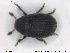  ( - NOCOL1741)  @11 [ ] CreativeCommons - Attribution Share-Alike (2019) NTNU University Museum, Department of Natural History NTNU University Museum, Department of Natural History