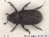  ( - NOCOL1750)  @11 [ ] CreativeCommons - Attribution Share-Alike (2019) NTNU University Museum, Department of Natural History NTNU University Museum, Department of Natural History