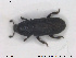  (Hylastes angustatus - NOCOL1761)  @11 [ ] CreativeCommons - Attribution Share-Alike (2019) NTNU University Museum, Department of Natural History NTNU University Museum, Department of Natural History