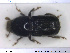  ( - NOCOL1769)  @11 [ ] CreativeCommons - Attribution Share-Alike (2019) NTNU University Museum, Department of Natural History NTNU University Museum, Department of Natural History