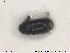  ( - NOCOL1785)  @11 [ ] CreativeCommons - Attribution Share-Alike (2019) NTNU University Museum, Department of Natural History NTNU University Museum, Department of Natural History