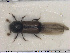  ( - NOCOL1810)  @11 [ ] CreativeCommons - Attribution Share-Alike (2019) NTNU University Museum, Department of Natural History NTNU University Museum, Department of Natural History