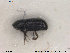  ( - NOCOL1812)  @11 [ ] CreativeCommons - Attribution Share-Alike (2019) NTNU University Museum, Department of Natural History NTNU University Museum, Department of Natural History