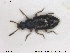  ( - NOCOL1825)  @11 [ ] CreativeCommons - Attribution Share-Alike (2019) NTNU University Museum, Department of Natural History NTNU University Museum, Department of Natural History