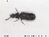  ( - NOCOL1831)  @11 [ ] CreativeCommons - Attribution Share-Alike (2019) NTNU University Museum, Department of Natural History NTNU University Museum, Department of Natural History