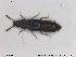  ( - NOCOL1832)  @11 [ ] CreativeCommons - Attribution Share-Alike (2019) NTNU University Museum, Department of Natural History NTNU University Museum, Department of Natural History