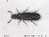  ( - NOCOL1833)  @11 [ ] CreativeCommons - Attribution Share-Alike (2019) NTNU University Museum, Department of Natural History NTNU University Museum, Department of Natural History