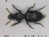  ( - NOCOL1840)  @11 [ ] CreativeCommons - Attribution Share-Alike (2019) NTNU University Museum, Department of Natural History NTNU University Museum, Department of Natural History