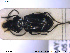  ( - NOCOL1889)  @11 [ ] CreativeCommons - Attribution Share-Alike (2019) NTNU University Museum, Department of Natural History NTNU University Museum, Department of Natural History