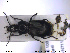  ( - NOCOL1890)  @11 [ ] CreativeCommons - Attribution Share-Alike (2019) NTNU University Museum, Department of Natural History NTNU University Museum, Department of Natural History