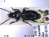  ( - NOCOL1891)  @11 [ ] CreativeCommons - Attribution Share-Alike (2019) NTNU University Museum, Department of Natural History NTNU University Museum, Department of Natural History