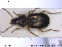  ( - NOCOL1909)  @11 [ ] CreativeCommons - Attribution Share-Alike (2019) NTNU University Museum, Department of Natural History NTNU University Museum, Department of Natural History