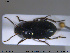  ( - NOCOL1952)  @11 [ ] CreativeCommons - Attribution Share-Alike (2019) NTNU University Museum, Department of Natural History NTNU University Museum, Department of Natural History