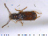  ( - NOCOL1962)  @11 [ ] CreativeCommons - Attribution Share-Alike (2019) NTNU University Museum, Department of Natural History NTNU University Museum, Department of Natural History