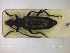  ( - NOCOL2056)  @11 [ ] Creative Commons  Attribution Non-Commercial Share-Alike (2020) NTNU University Museum, Department of Natural History NTNU University Museum, Department of Natural History