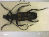  ( - NOCOL2057)  @11 [ ] Creative Commons  Attribution Non-Commercial Share-Alike (2020) NTNU University Museum, Department of Natural History NTNU University Museum, Department of Natural History