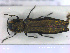 ( - NOCOL2151)  @11 [ ] Creative Commons  Attribution Non-Commercial Share-Alike (2020) NTNU University Museum, Department of Natural History NTNU University Museum, Department of Natural History