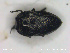  (Habroloma nanum - NOCOL2156)  @11 [ ] Creative Commons  Attribution Non-Commercial Share-Alike (2020) NTNU University Museum, Department of Natural History NTNU University Museum, Department of Natural History