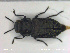  ( - NOCOL2171)  @11 [ ] Creative Commons  Attribution Non-Commercial Share-Alike (2020) NTNU University Museum, Department of Natural History NTNU University Museum, Department of Natural History