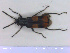  ( - NOCOL2222)  @11 [ ] Creative Commons  Attribution Non-Commercial Share-Alike (2020) NTNU University Museum, Department of Natural History NTNU University Museum, Department of Natural History
