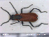  ( - NOCOL2223)  @11 [ ] Creative Commons  Attribution Non-Commercial Share-Alike (2020) NTNU University Museum, Department of Natural History NTNU University Museum, Department of Natural History