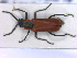  ( - NOCOL2224)  @11 [ ] Creative Commons  Attribution Non-Commercial Share-Alike (2020) NTNU University Museum, Department of Natural History NTNU University Museum, Department of Natural History