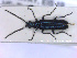  ( - NOCOL2246)  @11 [ ] Creative Commons  Attribution Non-Commercial Share-Alike (2020) NTNU University Museum, Department of Natural History NTNU University Museum, Department of Natural History