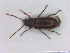  ( - NOCOL2288)  @11 [ ] Creative Commons  Attribution Non-Commercial Share-Alike (2020) NTNU University Museum, Department of Natural History NTNU University Museum, Department of Natural History