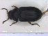  ( - NOCOL2307)  @11 [ ] Creative Commons  Attribution Non-Commercial Share-Alike (2020) NTNU University Museum, Department of Natural History NTNU University Museum, Department of Natural History