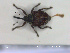 ( - NOCOL2471)  @11 [ ] Creative Commons  Attribution Non-Commercial Share-Alike (2020) NTNU University Museum, Department of Natural History NTNU University Museum, Department of Natural History