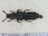  ( - NOCOL2499)  @11 [ ] Creative Commons  Attribution Non-Commercial Share-Alike (2020) NTNU University Museum, Department of Natural History NTNU University Museum, Department of Natural History