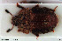  ( - NOCOL2953)  @11 [ ] Creative Commons  Attribution Non-Commercial Share-Alike (2022) NTNU University Museum, Department of Natural History NTNU University Museum, Department of Natural History