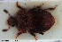  ( - NOCOL2954)  @11 [ ] Creative Commons  Attribution Non-Commercial Share-Alike (2022) NTNU University Museum, Department of Natural History NTNU University Museum, Department of Natural History