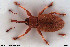  ( - NOCOL3047)  @11 [ ] Creative Commons  Attribution Non-Commercial Share-Alike (2022) NTNU University Museum, Department of Natural History NTNU University Museum, Department of Natural History
