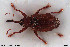  ( - NOCOL3048)  @11 [ ] Creative Commons  Attribution Non-Commercial Share-Alike (2022) NTNU University Museum, Department of Natural History NTNU University Museum, Department of Natural History