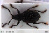  ( - NOCOL3085)  @11 [ ] Creative Commons  Attribution Non-Commercial Share-Alike (2022) NTNU University Museum, Department of Natural History NTNU University Museum, Department of Natural History