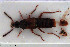  ( - NOCOL3093)  @11 [ ] Creative Commons  Attribution Non-Commercial Share-Alike (2022) NTNU University Museum, Department of Natural History NTNU University Museum, Department of Natural History