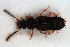  ( - NOCOL3296)  @11 [ ] Creative Commons  Attribution Non-Commercial Share-Alike (2022) NTNU University Museum, Department of Natural History NTNU University Museum, Department of Natural History