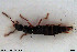 ( - NOCOL3325)  @11 [ ] Creative Commons  Attribution Non-Commercial Share-Alike (2022) NTNU University Museum, Department of Natural History NTNU University Museum, Department of Natural History