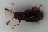  ( - NOCOL3384)  @11 [ ] Creative Commons  Attribution Non-Commercial Share-Alike (2022) NTNU University Museum, Department of Natural History NTNU University Museum, Department of Natural History