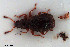  ( - NOCOL3387)  @11 [ ] Creative Commons  Attribution Non-Commercial Share-Alike (2022) NTNU University Museum, Department of Natural History NTNU University Museum, Department of Natural History