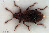  ( - NOCOL3394)  @11 [ ] Creative Commons  Attribution Non-Commercial Share-Alike (2022) NTNU University Museum, Department of Natural History NTNU University Museum, Department of Natural History