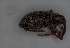  (Dorytomus amplipennis - NOCOL2848)  @11 [ ] Creative Commons  Attribution Non-Commercial Share-Alike (2021) Frode Ødegaard NTNU University Museum, Department of Natural History