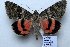  ( - 20364-050813-KA)  @13 [ ] Copyright (2013) Aidas Saldaitis Vilinus Ecological Institute