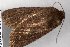  (Sympistis incomitata - 20404-300509-TX)  @13 [ ] Copyright (2014) Robert Borth LepBio, LLC